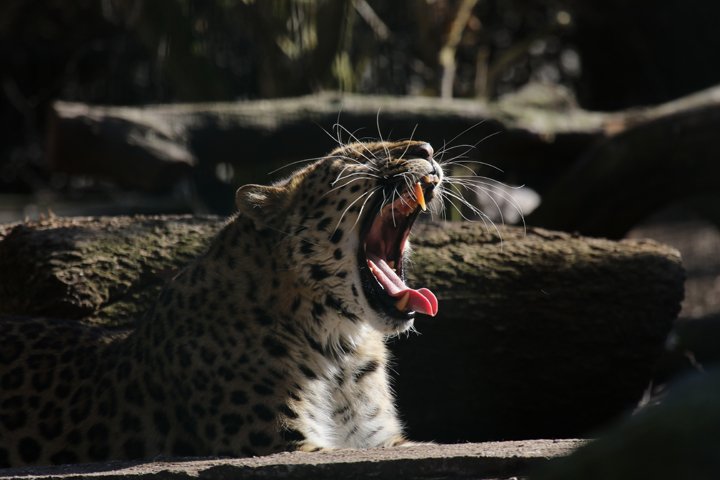 amurleopard 250A3271.jpg - Amurleopard  (Panthera pardus orientalis) 