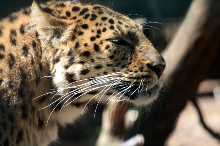 amurleopard IMG_5411.jpg - Amurleopard  (Panthera pardus orientalis) 