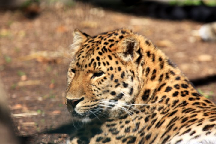 amurleopard IMG_5415.jpg - Amurleopard  (Panthera pardus orientalis) 