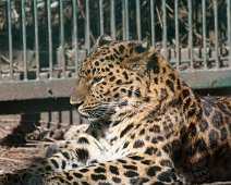 Amurleopard IMG_2818