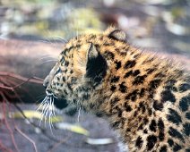 Amurleopard unge IMG_2537
