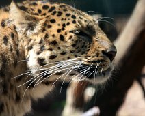 amurleopard IMG_5411