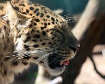 amurleopard IMG_5412