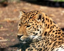 amurleopard IMG_5415