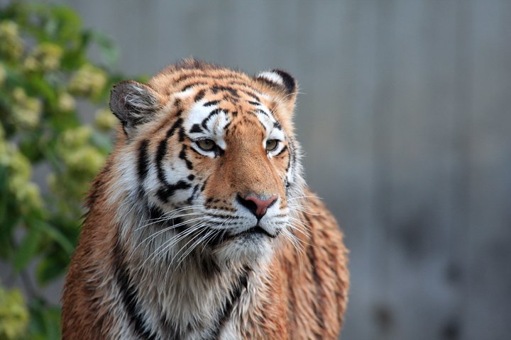 Amurtige IMG_2352.jpg - Amurtiger (Panthera tigris altaica)