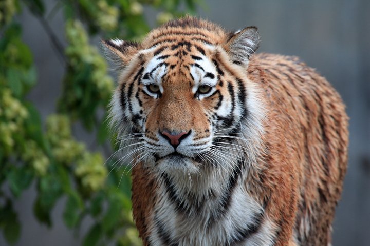 Amurtige IMG_2355.jpg - Amurtiger (Panthera tigris altaica)