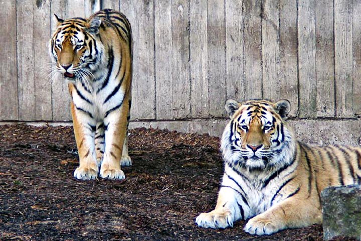 Tiger-156_5667.jpg - Amurtiger (Panthera tigris altaica) Hun og han Tiger