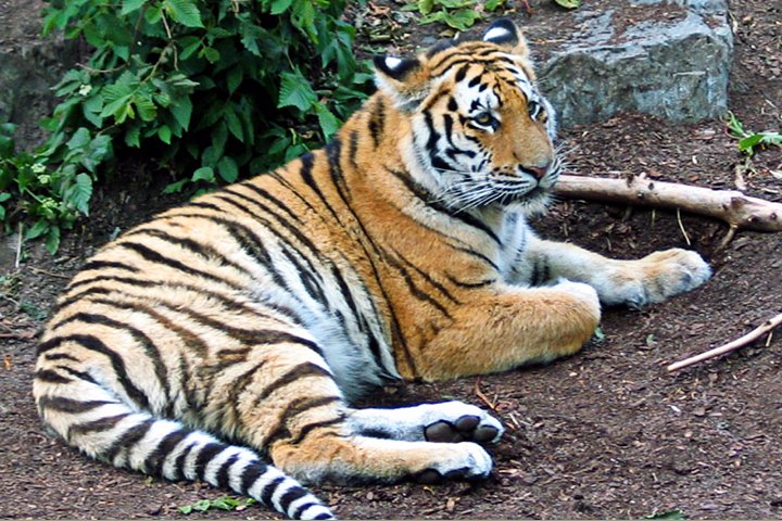 amurtiger 116_1639-1.jpg - Amurtiger (Panthera tigris altaica)