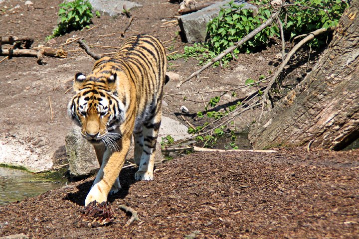 amurtiger 156_5663.jpg - Amurtiger (Panthera tigris altaica)