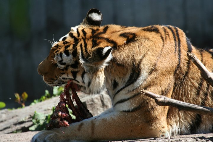 amurtiger IMG_0118.jpg - Amurtiger (Panthera tigris altaica)