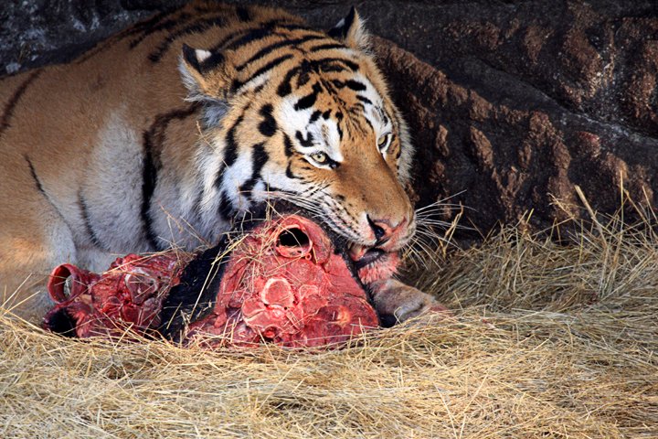 amurtiger IMG_0535.jpg - Amurtiger (Panthera tigris altaica) Så er der mad