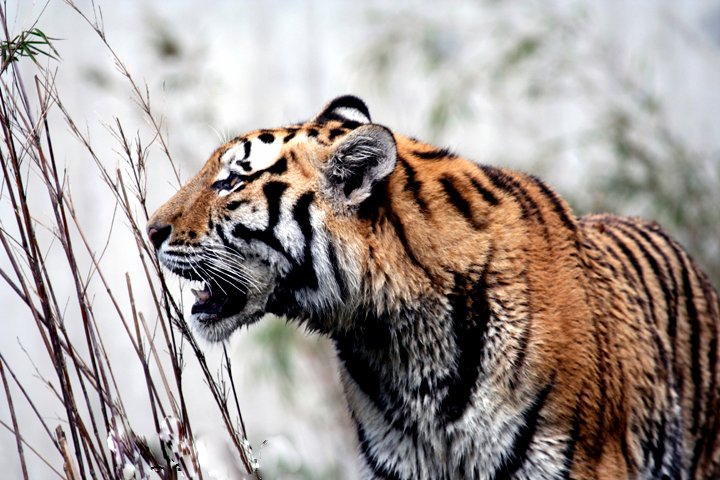 amurtiger IMG_1179.jpg - Amurtiger (Panthera tigris altaica)