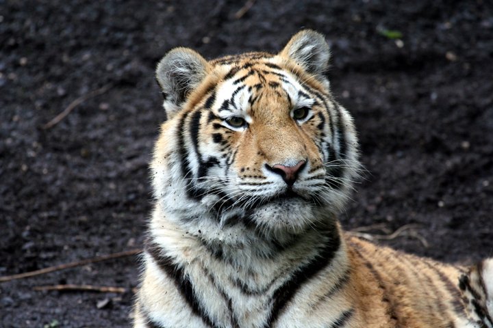 amurtiger IMG_1308.jpg - Amurtiger (Panthera tigris altaica) Hvad sker der?