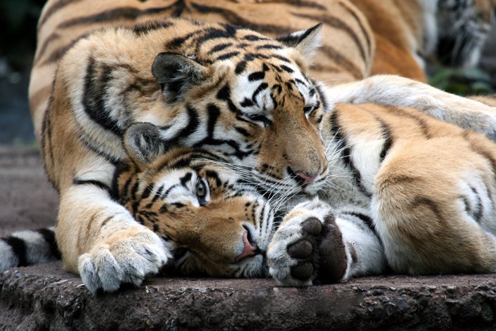 amurtiger IMG_1314.jpg - Amurtiger (Panthera tigris altaica) Nyder livet