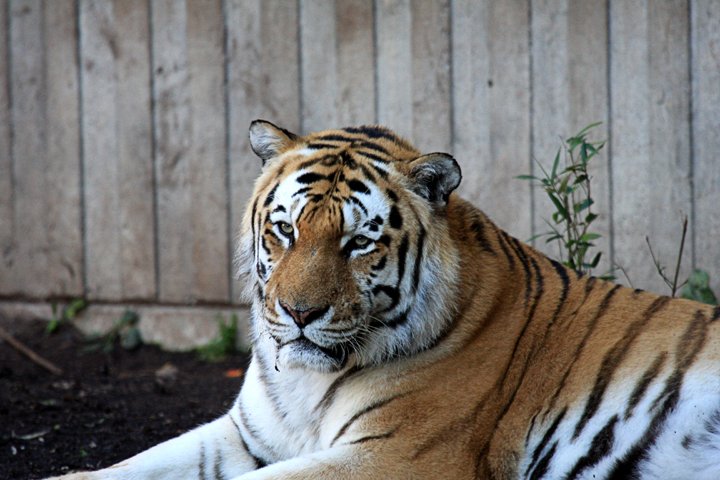 amurtiger IMG_1370.jpg - Amurtiger (Panthera tigris altaica) Hannen hos amurtigeren, også kaldet den sibiriske tiger, kan veje op mod 300 kg