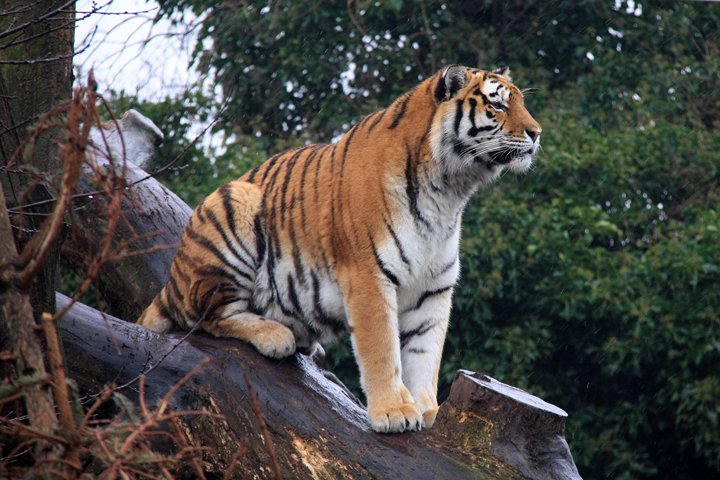 amurtiger IMG_1487.jpg - Amurtiger (Panthera tigris altaica)