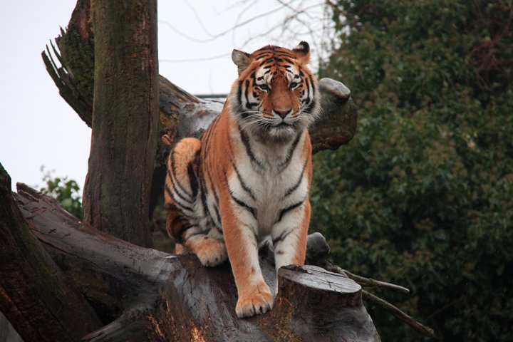 amurtiger IMG_1490.jpg - Amurtiger (Panthera tigris altaica)