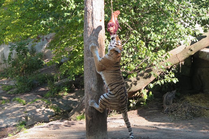 amurtiger IMG_2702.jpg - Amurtiger (Panthera tigris altaica)                               