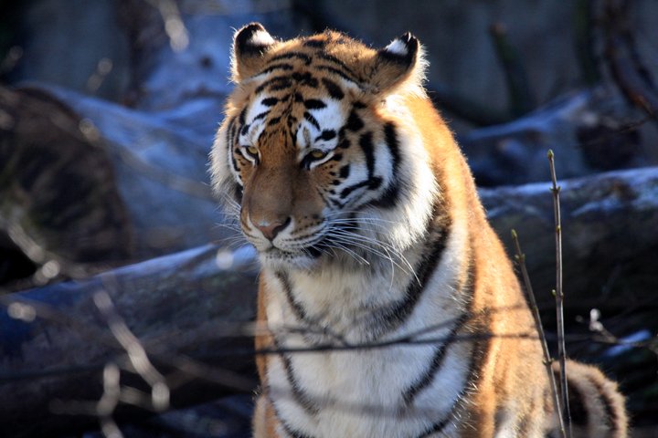 amurtiger IMG_3225.jpg - Amurtiger (Panthera tigris altaica)