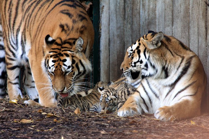 amurtiger IMG_5053.jpg - Amurtiger (Panthera tigris altaica)  med unger