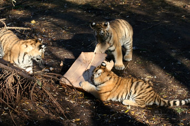 amurtiger IMG_5094.jpg - Amurtiger (Panthera tigris altaica) Tiger unger leger med en papkasse