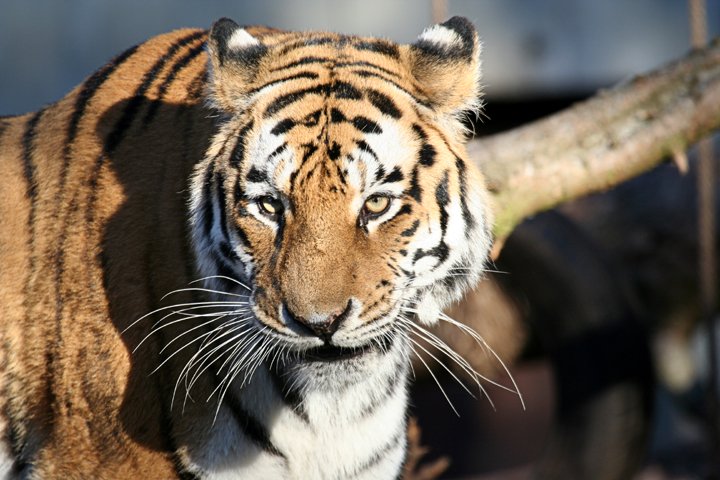 amurtiger IMG_5107.jpg - Amurtiger (Panthera tigris altaica)