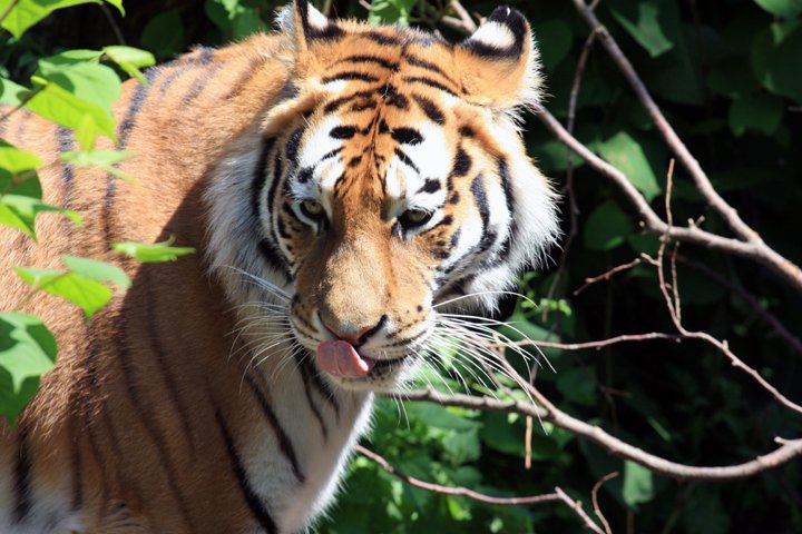 amurtiger IMG_5203.jpg - Amurtiger (Panthera tigris altaica)