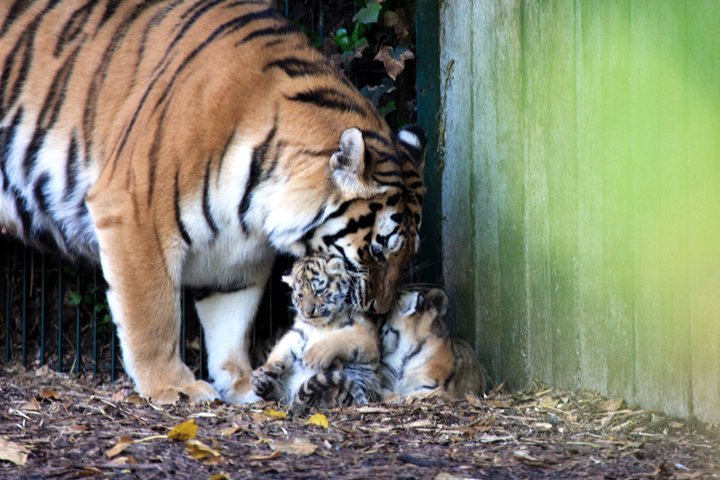 amurtiger IMG_5216.jpg - Amurtiger (Panthera tigris altaica)  med unger