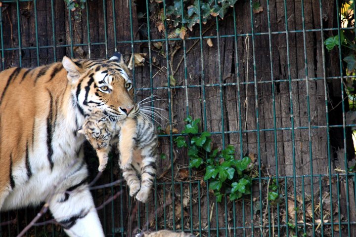 amurtiger IMG_5219.jpg - Amurtiger (Panthera tigris altaica) med unge