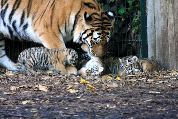 amurtiger IMG_5224.jpg - Amurtiger (Panthera tigris altaica)  med unger