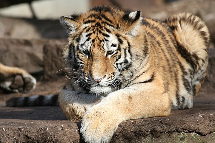 amurtiger IMG_5438.jpg - Amurtiger (Panthera tigris altaica)