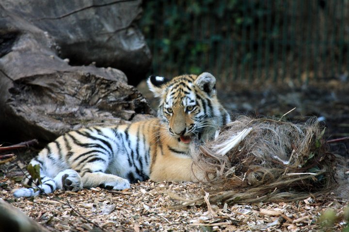 amurtiger IMG_6664.jpg - Amurtiger (Panthera tigris altaica) unge