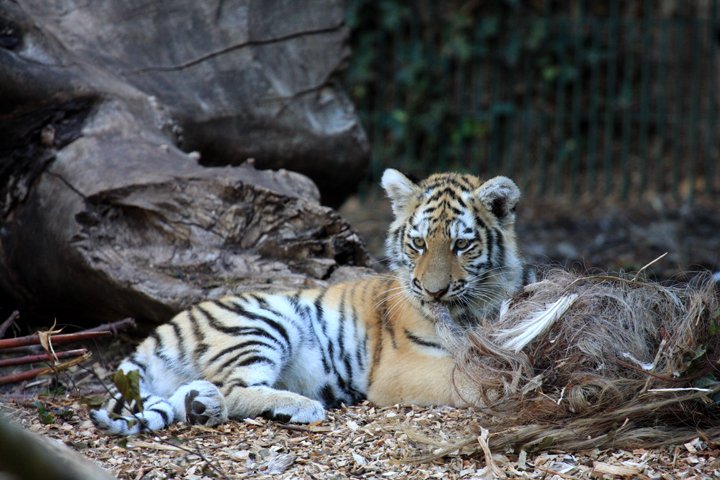 amurtiger IMG_6666.jpg - Amurtiger (Panthera tigris altaica) unge
