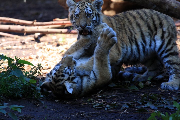 amurtiger IMG_6905.jpg - Amurtiger (Panthera tigris altaica)  unger