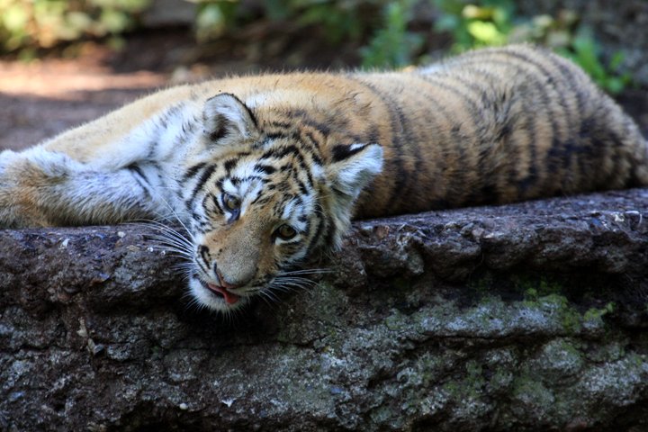 amurtiger IMG_6912.jpg - Amurtiger (Panthera tigris altaica) unge