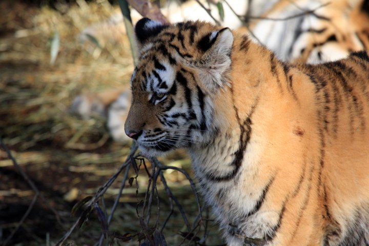 tiger unge amurIMG_7315.jpg - Amurtiger (Panthera tigris altaica) unge