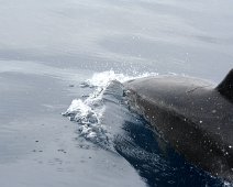 Delfin IMG_8522