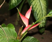 Heliconia brasiliensis IMG_8329