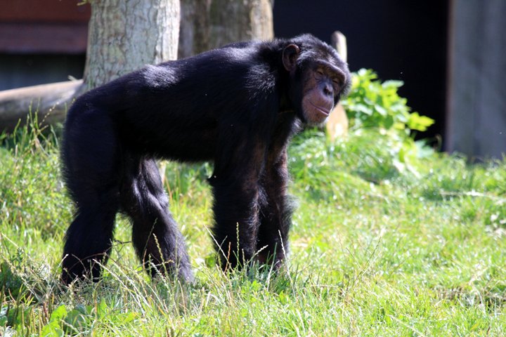 Chimpanse IMG_1620.jpg - Chimpanse (Pan troglodytes)