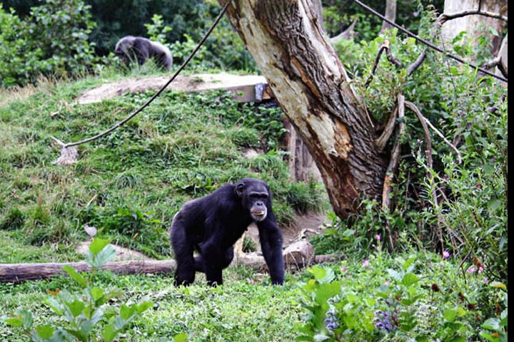 Chimpanse IMG_6798.jpg - Chimpanse (Pan troglodytes)