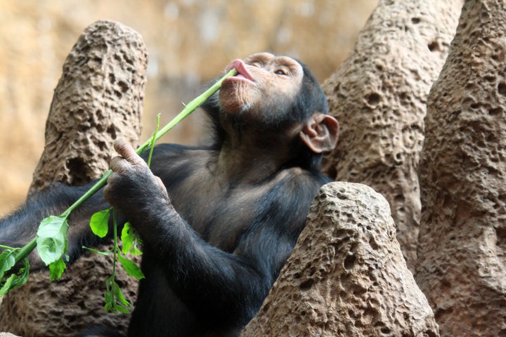 chimpanse IMG_0850.jpg - Chimpanse (Pan troglodytes)