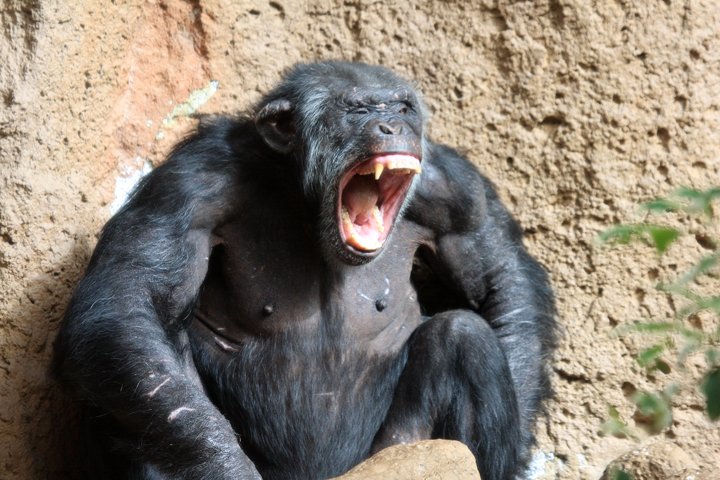 chimpanse IMG_0855.jpg - Chimpanse (Pan troglodytes)