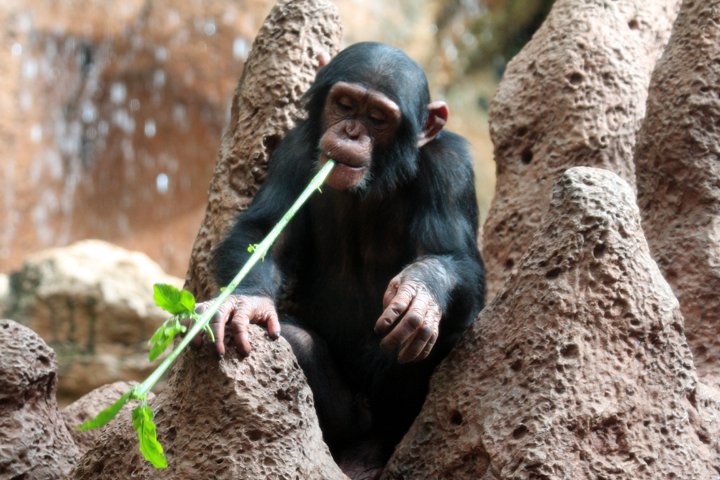 chimpanse IMG_0856.jpg - Chimpanse (Pan troglodytes)