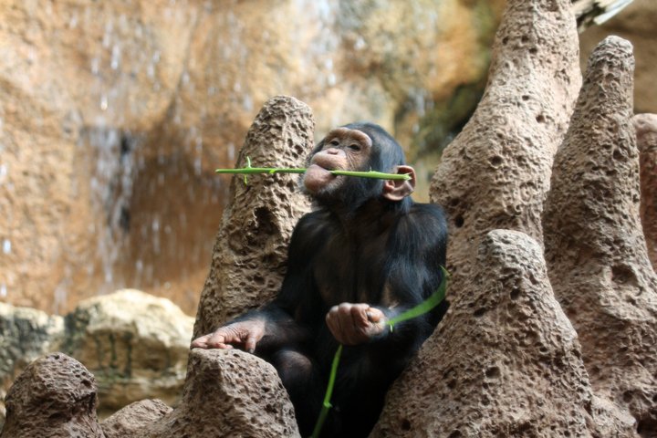 chimpanse IMG_0858.jpg - Chimpanse (Pan troglodytes)