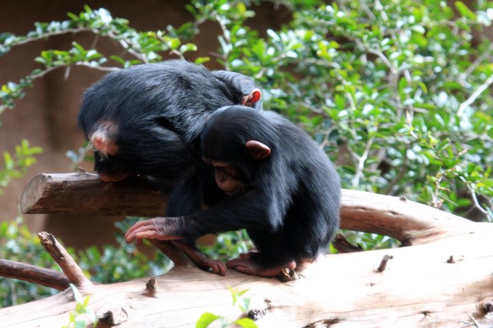 chimpanse IMG_0862.jpg - Chimpanse (Pan troglodytes)