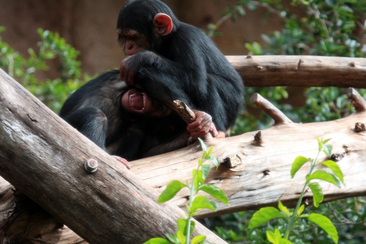 chimpanse IMG_0867.jpg - Chimpanse (Pan troglodytes)