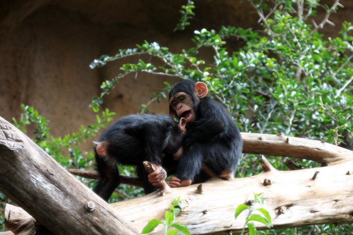 chimpanse IMG_0869.jpg - Chimpanse (Pan troglodytes)