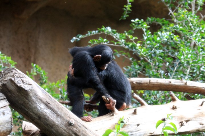chimpanse IMG_0870.jpg - Chimpanse (Pan troglodytes)