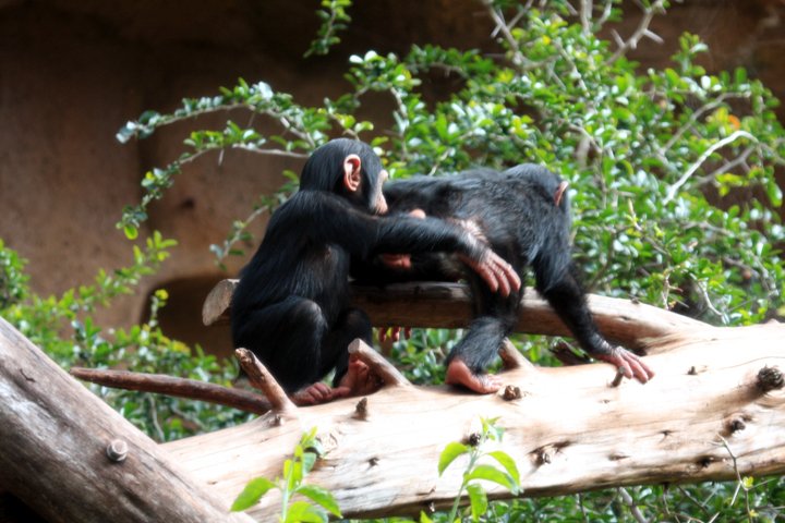 chimpanse IMG_0873.jpg - Chimpanse (Pan troglodytes)
