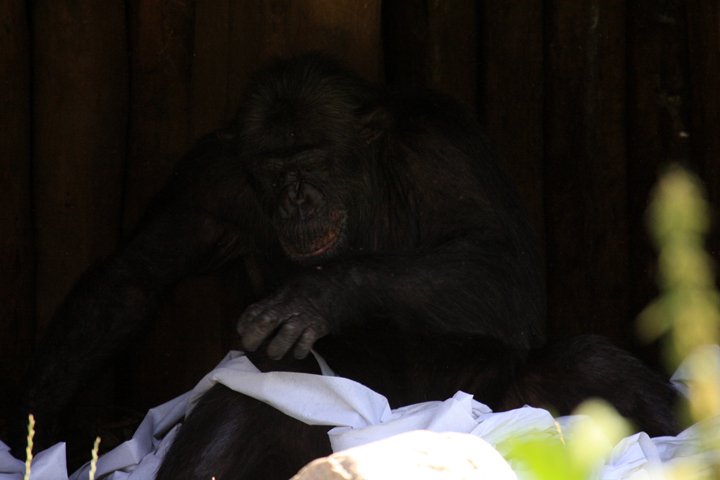 chimpanse IMG_1618.jpg - Chimpanse (Pan troglodytes)